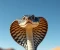 صورة مقال لدغات الثعابين، Snake bite