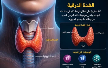 الغده الدرقيه مكانها ووظفيتها thyroid gland 