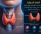 صورة مقال الغده الدرقيه مكانها ووظفيتها thyroid gland 