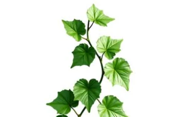 الورقة  الاخيرة  (The Last Leaf)