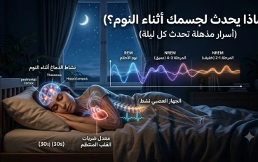 ماذا يحدث لجسم الإنسان أثناء النوم؟ رحلة مذهلة داخل الجسم والعقل