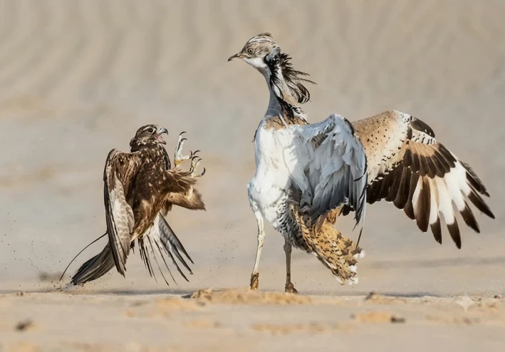 قوانين الأرض ضد قوانين الهواء.