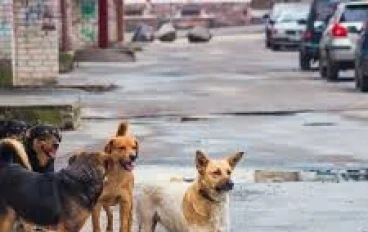 خطورة الكلاب الضاله على المجتمع