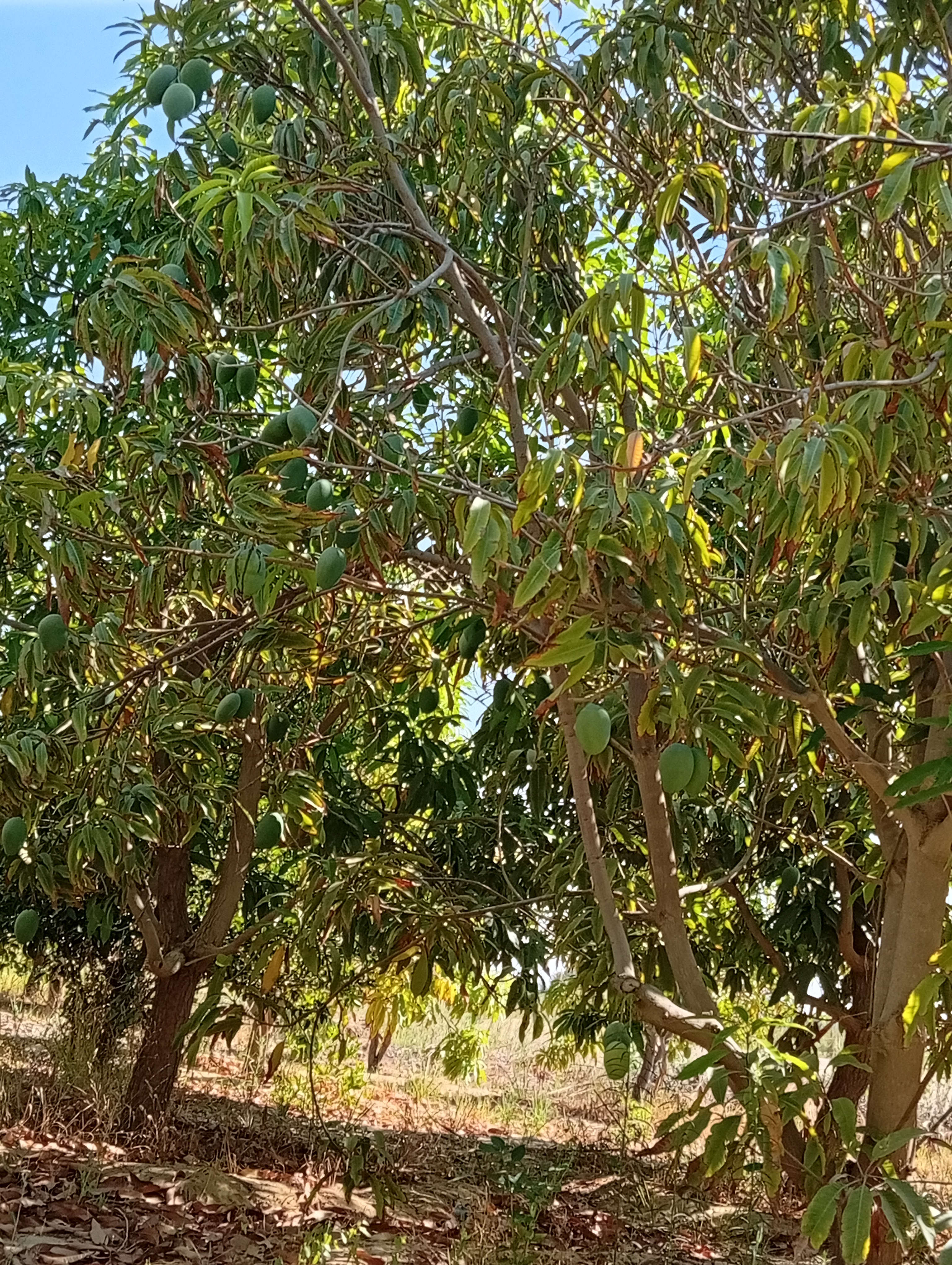 المانجو سر الحياة 