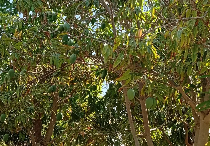 المانجو سر الحياة
