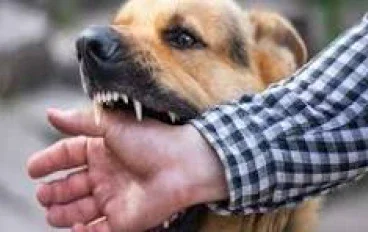 ماذا تفعل إذا عضك كلب ضال ؟