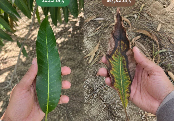 كيفيه زراعه شجره المانجا بالطريقة الصحيحة وإصلاح الورق المحروق