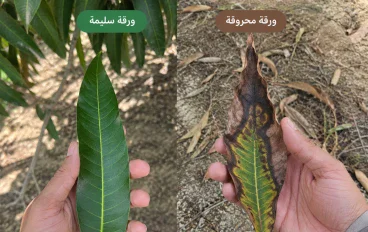 كيفيه زراعه شجره المانجا بالطريقة الصحيحة وإصلاح الورق المحروق