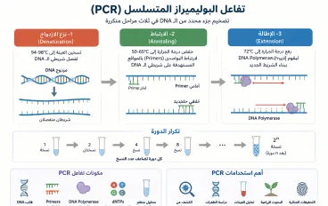 تقنية PCR: ما هي وكيف تعمل وما أهم استخداماتها؟