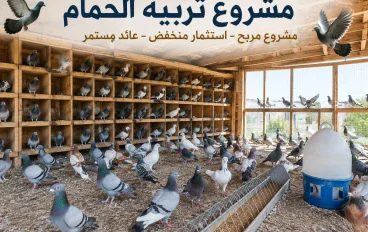 تأسيس مزرعة حمام لاحم فرنسي فوق سطح المنزل
