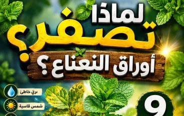 لماذا تصفر أوراق النعناع؟.. 9 أسباب خفية قد تقتل نباتك وأسرار استعادته لعافيته