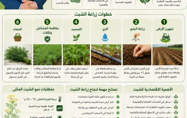 زراعة محصول الشبت 