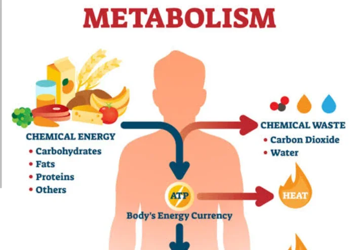How Your Body Converts Food into Energy (and Why Fat Storage Happens)