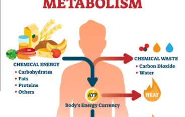 How Your Body Converts Food into Energy (and Why Fat Storage Happens)