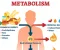 article image for How Your Body Converts Food into Energy (and Why Fat Storage Happens)