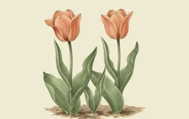 توليب جريجي (Tulipa Greigii): دليلك الشامل لأجمل أصناف التوليب المبكرة الإزهار