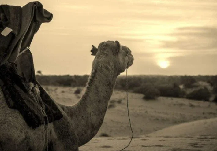 سيرة النبي صلي الله عليه وسلم