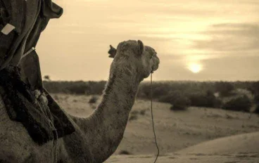 سيرة النبي صلي الله عليه وسلم  