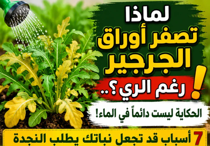 لماذا تصفر أوراق الجرجير رغم الري؟.. الحكاية ليست دائمًا في الماء! 7 أسباب قد تجعل نباتك يطلب النجدة