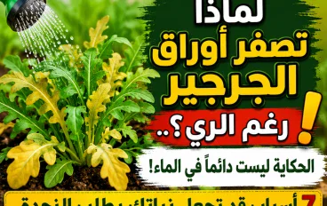 لماذا تصفر أوراق الجرجير رغم الري؟.. الحكاية ليست دائمًا في الماء! 7 أسباب قد تجعل نباتك يطلب النجدة