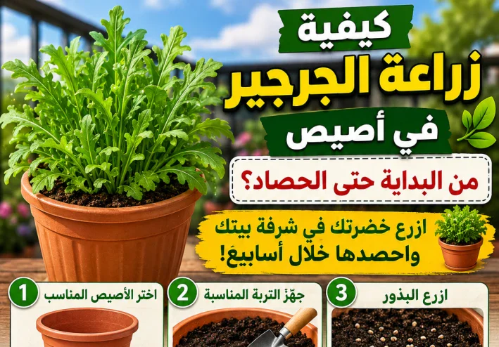 كيفية زراعة الجرجير في أصيص من البداية حتى الحصاد؟.. ازرع خضرتك في شرفة بيتك واحصدها خلال أسابيع!