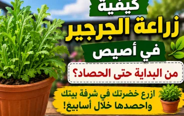 كيفية زراعة الجرجير في أصيص من البداية حتى الحصاد؟.. ازرع خضرتك في شرفة بيتك واحصدها خلال أسابيع!