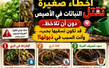 أخطاء صغيرة تقتل النباتات في الأصيص دون أن تلاحظ.. قد تكون تسقيها بحب، وأنت السبب في ذبولها!