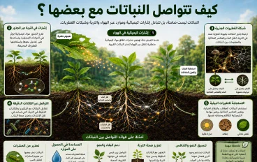 كيف تتواصل النباتات مع بعضها؟