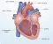 article image for ماذا يحدث للقلب عندما يختل إيقاعه