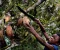 Blood Cocoa: The Child Slaves Behind the World’s Favorite Treat