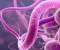 صورة مقال H. Pylori Infection: Symptoms, Treatment, and Prevention Guide