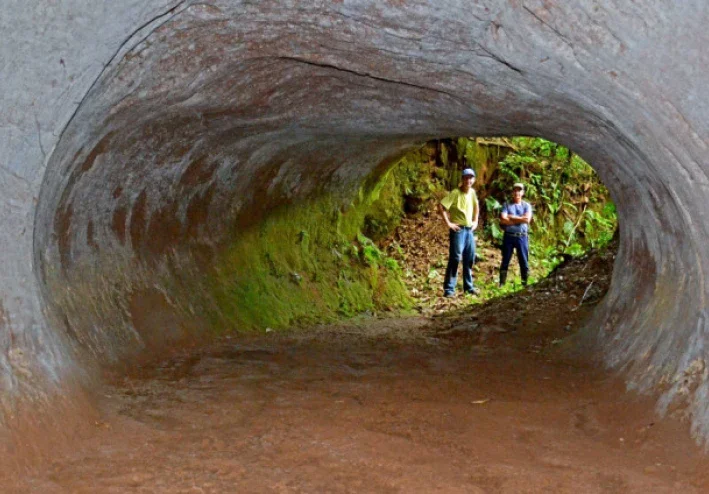 The Giant Ground Sloth Tunnels of Brazil         Around 10,000 years ago, enormous giant ground sloths lived in Brazil.