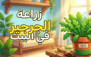 هل يمكن زراعة الجرجير في أصيص صغير؟.. الطريقة الصحيحة من البذور حتى أول حصاد