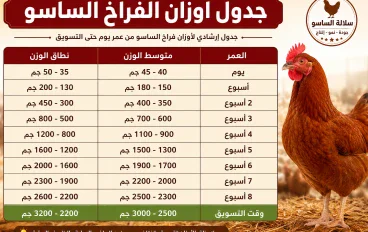 جدول أوزان الفراخ الساسو 