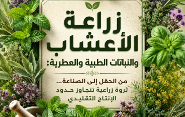 زراعة النباتات الطبية والعطرية: من الحقل إلى الصناعة… ثروة زراعية تتجاوز حدود الإنتاج التقليدي