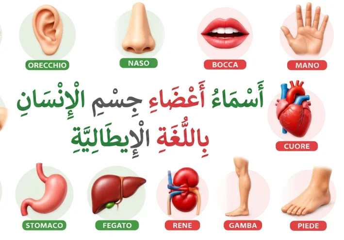 أسماء أعضاء جسم الإنسان بالإيطالية مع النطق والترجمة