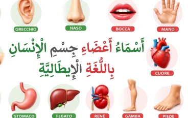 أسماء أعضاء جسم الإنسان بالإيطالية مع النطق والترجمة