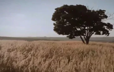 الفصل الأول من غموض الحقل