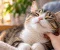 صورة مقال Why Do Cats Purr? Understanding the Meaning Behind Cat Purring