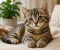 صورة مقال Domestic Cats: Origin, Behavior, Breeds, and Care