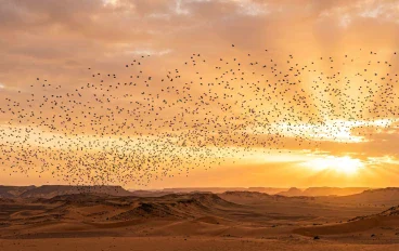قصة أصحاب الفيل.. حين حمت طير أبابيل بيت الله من جيش عظيم