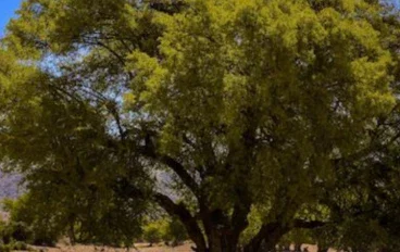 «شجرة الأركان.. الحكاية المغربية وراء الزيت الذي غزا العالم»