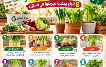 هل يمكن إعادة زراعة بعض الخضروات من بقايا المطبخ؟ 8 أنواع يمكنك تجربتها في المنزل