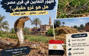 هل الثعابين تغزو مصر 