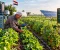 التنمية الزراعية ودورها في تحقيق الأمن الغذائي وبناء مستقبل مستدام
