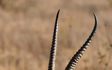 الغزال فى الطبيعة يعنى الجمال 