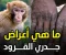 جدري القردة: كل ما تحتاج تعرفه عن أعراضه، أسبابه، وطرق الوقاية