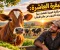 البقرة العاشرة: حكاية لا يعرفه كثيرون عن عالم الأبقار!