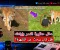 وفاة ويليام تشابمان داخل حظيرة نمر بإنجلترا.. فيديو جديد وتحقيق في الحادث