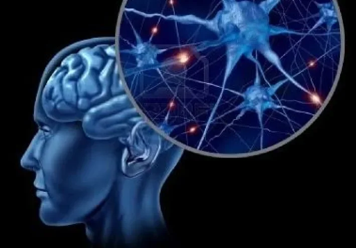 أسرار الدماغ البشري: كيف يعمل أعقد عضو في جسم الإنسان، هل تساءلت يومًا كيف يستطيع الإنسان التفكير